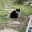 野良猫の子ども半長毛黒白ちゃん