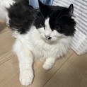 慣れたら甘えん坊　白黒猫！