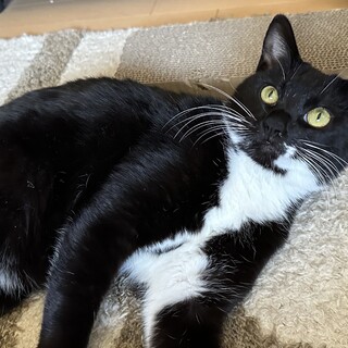 スリゴロ人間大好き♡  タキシードキャット 女の子