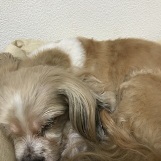 14歳　メス　高齢犬