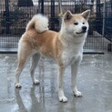 急募！可愛い秋田犬の女の子