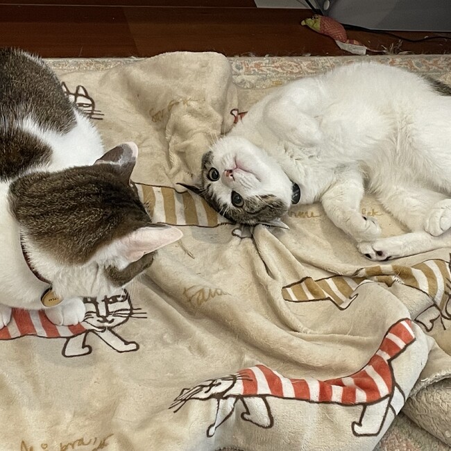 元気なポコちゃんのカバー写真