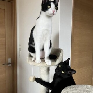 甘えん坊ななちゃん&はっちくん　ペアで