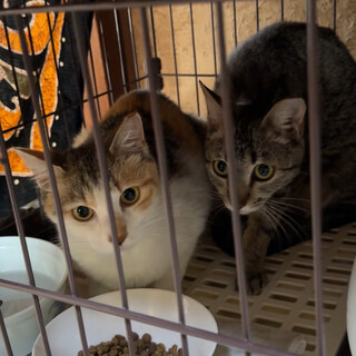 人慣れ♡可愛いキジちゃん♡6ヶ月