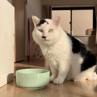 【まるでゆるキャラ】人慣れバッチリな元ボス猫