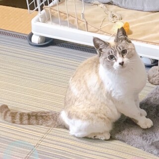 シャムMIX風、ゴロスリ甘えん坊さん