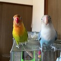 ボタンインコちゃんです！
