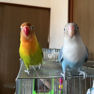 ボタンインコちゃんです！