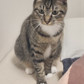 甘えん坊＆猫付き合い良し◯ソックス柄の男の子