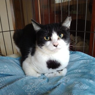 かわいいハチワレメス猫の里親募集します！