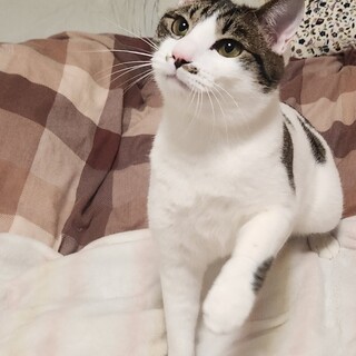 超怖がりだけど猫付き合いは◯　水玉（牛？）模様です