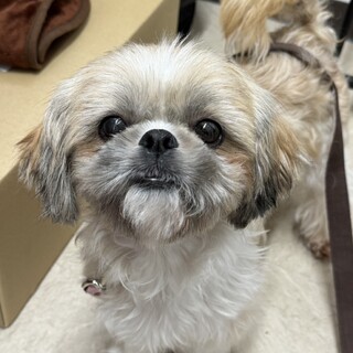 ⭐︎とにかく明るく懐っこいシーズーのビーちゃん⭐︎