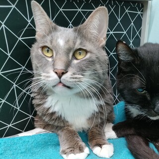 動物病院の保護猫・シャイだけど甘えたなシニア猫さん