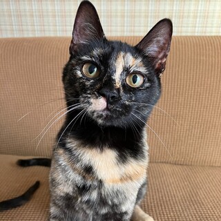 【4/21譲渡会】多頭飼育崩壊レスキューのメイ