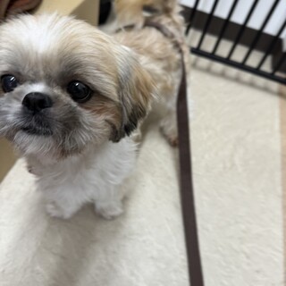 人が大好き、甘えん坊のシーズービビちゃん