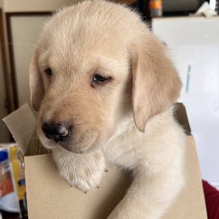 ３月生まれF1レトリーバーの子犬