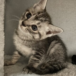 【生後1ヵ月】サバトラちゃん