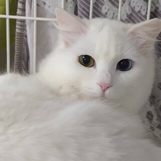 マシュマロみたいにソフトなルックス女の子３歳位