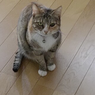 クールビューティ キジ三毛ちゃん