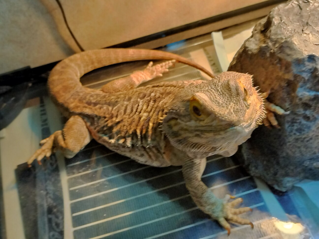 フトアゴヒゲトカゲ（レザ」山梨県 - 爬虫類・他の里親募集(487225