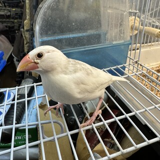 ３月生まれの手乗り白文鳥ひな合計１羽