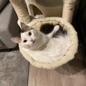 スコティッシュフォールド　1歳　男の子