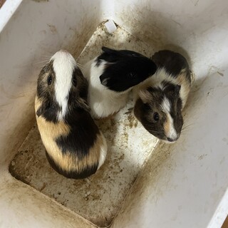 モルモット あとオスのみ