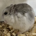 ブルーサファイアハムスター