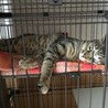 元気いっぱいキジ仔猫さんの里親さん募集！ サムネイル2