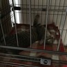 元気いっぱいキジ仔猫さんの里親さん募集！ サムネイル3