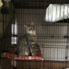 元気いっぱいキジ仔猫さんの里親さん募集！ サムネイル4