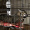 元気いっぱいキジ仔猫さんの里親さん募集！ サムネイル7