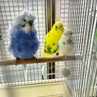 里親様決定しました　羽衣セキセイとハルクイン