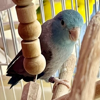 里親様決定しました　マメルリハ　ブルー　男の子