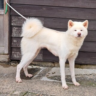 可愛がってくださる方を募集します！