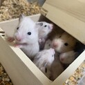 長毛キンクマとシロクマのハーフ