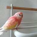 アキクサインコ　生後1か月　手乗り