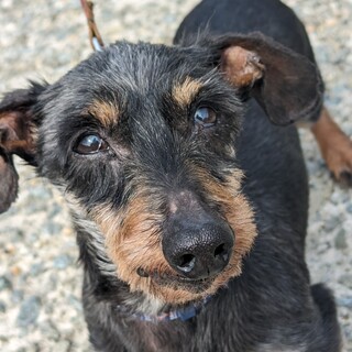 落ち着いたワイヤーヘアードダックスフンドの幸くん