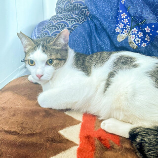 【4/28⭐️堺東にて譲渡会】参加猫福くん