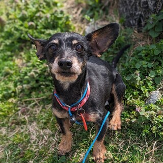 とても元気なダックス×ヨーキーのMIXの楽くん