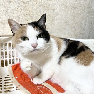 飼い主さん入院で急募【10歳三毛さん】大阪