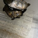 ニホンイシガメ