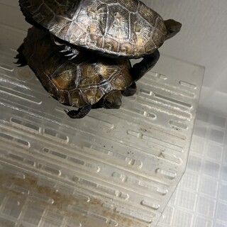 ニホンイシガメ