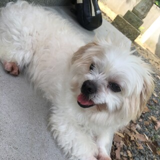 マルチーズ✖️ペキニーズ　元気なおばあちゃん