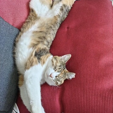 みぐ（実紅）の写真