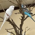 美しい2人組 セキセイインコ メスふたり
