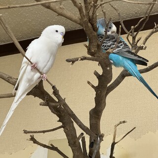 美しい2人組 セキセイインコ メスふたり