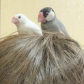 手乗り文鳥 卵産まない