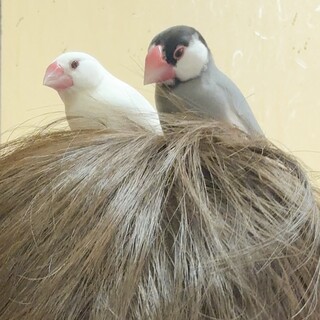 手乗り文鳥 卵産まない