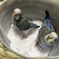 募集停止　　セキセイインコ　ひな　生後四週目